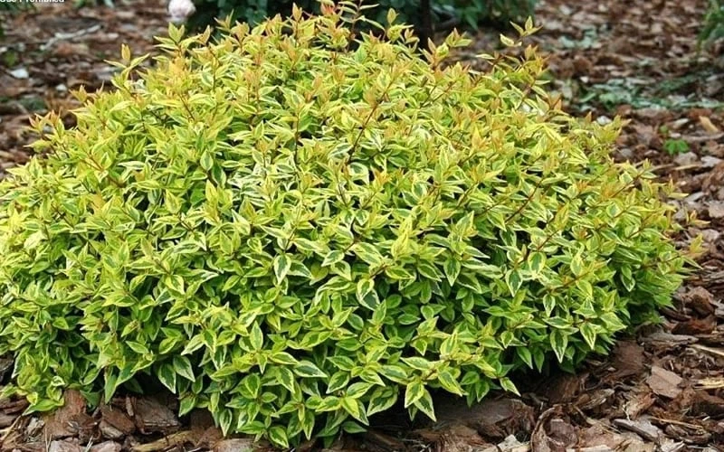 Kaleidoscope Dwarf Abelia - 3 Gallon Pot 8 Kaleidoscope Dwarf Abelia - 3 Gallon Pot - Image 6