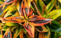 Kaleidoscope Dwarf Abelia - 3 Gallon Pot 15 Kaleidoscope Dwarf Abelia - 3 Gallon Pot -Plant Lover House Shop Abelia Kaleidoscope Winter Color 51 1