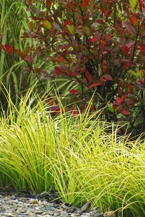 Golden Variegated Sweet Flag - Acorus Gramineus 'Oborozuki' - 18 Count Flats Of Pint Pots 3 Golden Variegated Sweet Flag - Acorus Gramineus 'Oborozuki' - 18 Count Flats Of Pint Pots