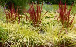 Golden Sweet Flag (Acorus Gramineus 'Ogon') - 6 Pack Of Pint Pots -Plant Lover House Shop Acorus Ogon 103 2