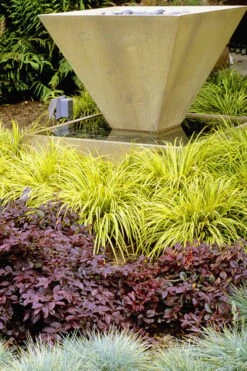 Golden Sweet Flag - Acorus Gramineus 'Ogon' - 5 Pack Of Quart Pots -Plant Lover House Shop Acorus Ogon 104