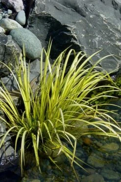 Golden Sweet Flag - Acorus Gramineus 'Ogon' - 8 Pack Of 1 Gallon Pots -Plant Lover House Shop Acorus Ogon 105 1