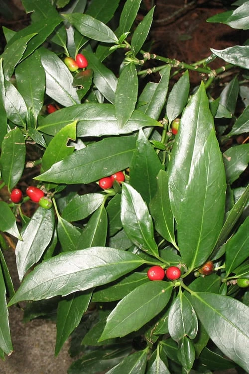 Dwarf Green Aucuba - Japanese Laurel - 1 Gallon Pot 3 Dwarf Green Aucuba - Japanese Laurel - 1 Gallon Pot