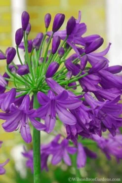 Ever Amethyst Agapanthus (Lily Of The Nile) - 3 Gallon Pot -Plant Lover House Shop Agapanthus Ever Amethyst 1 1
