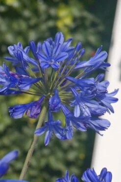 Little Blue Fountain Agapanthus - Lily Of The Nile - 1 Gallon Pot -Plant Lover House Shop Agapanthus Little Blue Fountain 2