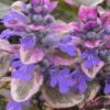 Burgundy Glow Ajuga - Bugleweed - 10 Count Flat Of 4" Pint Pots -Plant Lover House Shop Ajuga Burgundy Glow 100