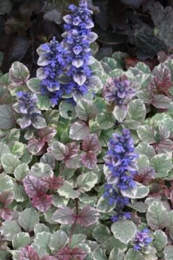 Burgundy Glow Ajuga (Bugleweed) - 6-Pack Of Pint Pots -Plant Lover House Shop Ajuga Burgundy Glow 500x750 2