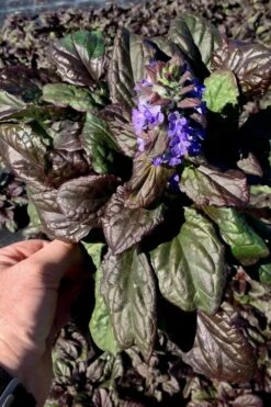 Catlins Giant Ajuga - Bugleweed - 18 Pack Of 3.5" Pots -Plant Lover House Shop Ajuga Catlins Giant 10