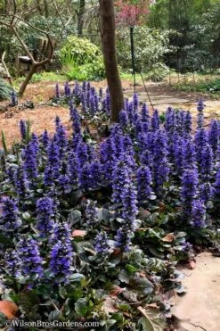 Catlins Giant Ajuga - Bugleweed - 18 Pack Of 3.5" Pots -Plant Lover House Shop Ajuga Catlins Giant 20