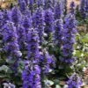 Catlins Giant Ajuga - Bugleweed - 18 Pack Of 3.5" Pots -Plant Lover House Shop Ajuga Catlins Giant 21