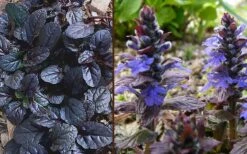 Mahogany Ajuga (Bugleweed) - 5 Pack Of Quart Pots -Plant Lover House Shop Ajuga Mahogany Combo