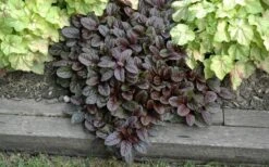 Mahogany Ajuga (Bugleweed) - 5 Pack Of Quart Pots -Plant Lover House Shop Ajuga Mahogany Landscape