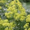 Thriller Lady's Mantle (Alchemilla Mollis) - 1 Gallon Pot 1 Thriller Lady's Mantle (Alchemilla Mollis) - 1 Gallon Pot -Plant Lover House Shop Alchemilla Mollis Thriller 1 1