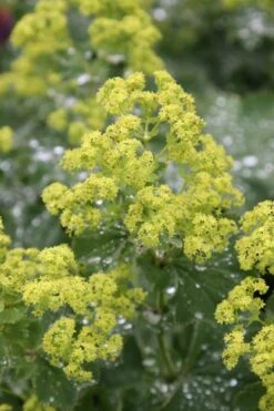 Auslese Lady's Mantle (Alchemilla Mollis) - 1 Gallon Pot -Plant Lover House Shop Alchemilla Mollis Thriller 1