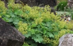 Auslese Lady's Mantle (Alchemilla Mollis) - 1 Gallon Pot -Plant Lover House Shop Alchemilla Mollis Thriller 2