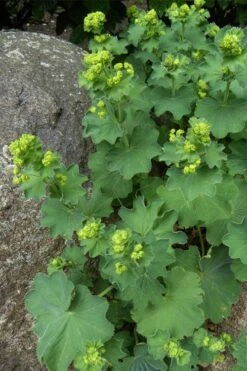 Auslese Lady's Mantle (Alchemilla Mollis) - 1 Gallon Pot -Plant Lover House Shop Alchemilla Mollis Thriller 4
