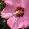 Aphrodite Rose Of Sharon (Althea / Hibiscus) - 3 Gallon Pot -Plant Lover House Shop Althea Aphrodite Rose Of Sharon Hibiscus 2 500x750 1