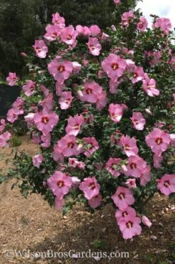 Aphrodite Rose Of Sharon (Althea / Hibiscus) - 3 Gallon Pot -Plant Lover House Shop Althea Aphrodite Rose Of Sharon Hibiscus 3 500x750 1