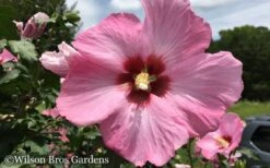 Aphrodite Rose Of Sharon (Althea / Hibiscus) - 3 Gallon Pot -Plant Lover House Shop Althea Aphrodite Rose of Sharon Hibiscus 50