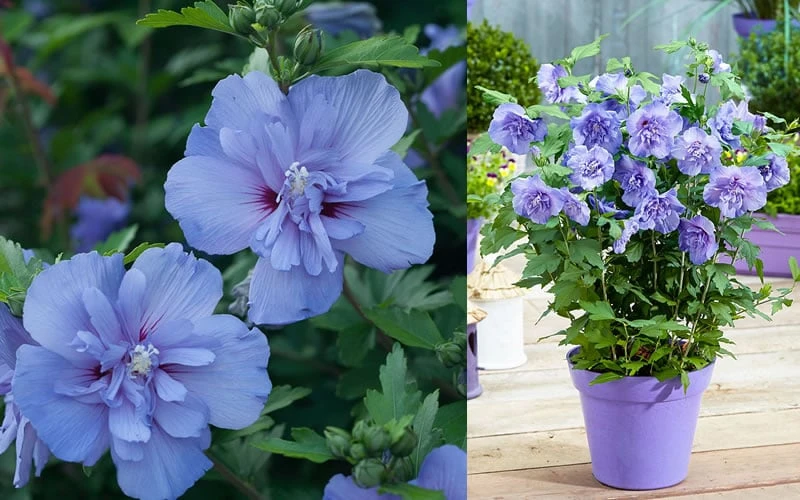 Blue Chiffon Rose Of Sharon - 2 Gallon Pot 9 Blue Chiffon Rose Of Sharon - 2 Gallon Pot - Image 7