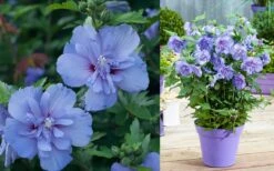 Blue Chiffon Rose Of Sharon - 5 Gallon Pot -Plant Lover House Shop Althea Blue Chiffon