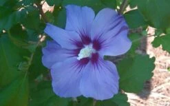Blue Satin Rose Of Sharon - Hibiscus - Althea - 2 Gallon Pot 11 Blue Satin Rose Of Sharon - Hibiscus - Althea - 2 Gallon Pot -Plant Lover House Shop Althea Blue Satin Hibiscus Rose Of Sharon 50
