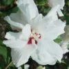 Morning Star Rose Of Sharon (Althea) - Hibiscus Syriacus - 3 Gallon Pot -Plant Lover House Shop Althea Morning Star Rose of Sharon 500x750 1