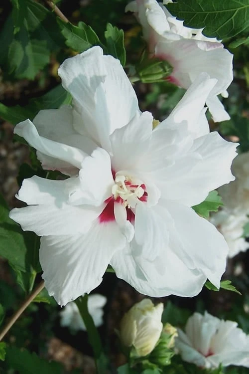 Morning Star Rose Of Sharon (Single Trunk Tree) - 7 Gallon Pot (3-4') 6 Morning Star Rose Of Sharon (Single Trunk Tree) - 7 Gallon Pot (3-4') - Image 4