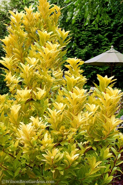 Florida Sunshine Anise - 1 Gallon Pot 3 Florida Sunshine Anise - 1 Gallon Pot