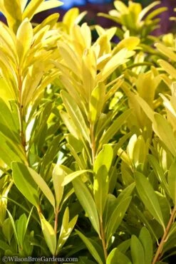 Florida Sunshine Anise - 1 Gallon Pot 11 Florida Sunshine Anise - 1 Gallon Pot -Plant Lover House Shop Anise Flroida Sunshine JW 1