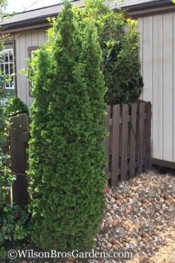 Degroots Spire Arborvitae - 3 Gallon Pot -Plant Lover House Shop Arborvitae Degroots Spire 1 500x750 3