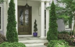 Degroots Spire Arborvitae - 7 Gallon Pot (3-4') -Plant Lover House Shop Arborvitae Degroots Spire 30 1