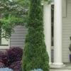 Degroots Spire Arborvitae - 3 Gallon Pot 1 Degroots Spire Arborvitae - 3 Gallon Pot -Plant Lover House Shop Arborvitae Degroots Spire 31 2