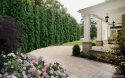 Degroots Spire Arborvitae - 7 Gallon Pot (3-4') -Plant Lover House Shop Arborvitae Degroots Spire 33 1