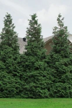 Green Giant Arborvitae - 1 Gallon Pot -Plant Lover House Shop Arborvitae Green Giant 500x750 2
