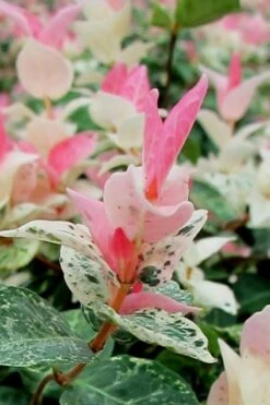 Snow N Summer Asiatic Jasmine - 6 Pack Of 1 Gallon Pots -Plant Lover House Shop Asian Jasmine Snow N Summer 16