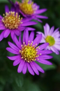 Ezo Murasaki Asian Aster (Aster Ageratoides) - 1 Gallon Pot -Plant Lover House Shop Aster Ezo Murasaki 1