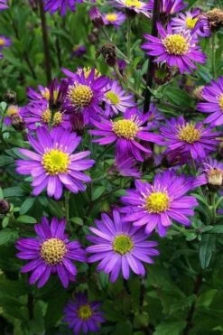 Ezo Murasaki Asian Aster (Aster Ageratoides) - 1 Gallon Pot