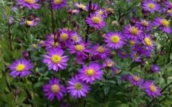 Ezo Murasaki Asian Aster (Aster Ageratoides) - 1 Gallon Pot -Plant Lover House Shop Aster Ezo Murasaki 4