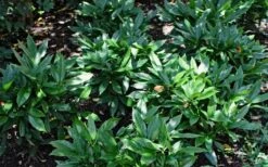 Dwarf Green Aucuba - Japanese Laurel - 3 Gallon Pot -Plant Lover House Shop Aucuba Dwarf Green 1