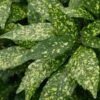 Gold Dust Aucuba (Japanese Laurel) - 1 Gallon Pot