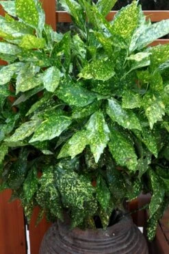 Gold Dust Aucuba (Japanese Laurel) - 1 Gallon Pot -Plant Lover House Shop Aucuba Gold Dust 17