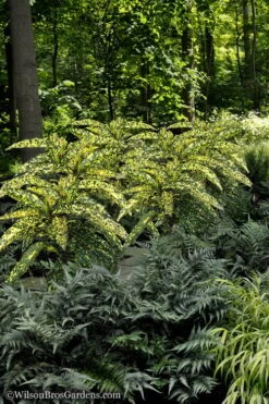 Hosoba Hoshifu Variegated Aucuba (Japanese Laurel) - 3 Gallon Pot -Plant Lover House Shop Aucuba Hosoba Hoshifu