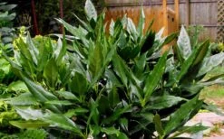 Sawtoothed Aucuba Serratifolia - 3 Gallon Pot -Plant Lover House Shop Aucuba Sawtoothed 3