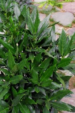 Sawtoothed Aucuba Serratifolia - 6 Pack Of 1 Gallon Pots -Plant Lover House Shop Aucuba Serratifolia Sawtooth 500x750 1