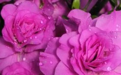 Amelia Rose Azalea - 3 Gallon Pot 11 Amelia Rose Azalea - 3 Gallon Pot -Plant Lover House Shop Azalea Amelia Rose 1 1