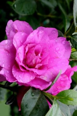 Amelia Rose Azalea - 1 Gallon Pot 10 Amelia Rose Azalea - 1 Gallon Pot -Plant Lover House Shop Azalea Amelia Rose 3