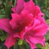 Brilliant Southern Indica Azalea - 1 Gallon Pot -Plant Lover House Shop Azalea Brilliant 6
