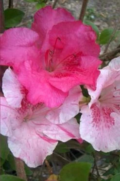 Conversation Piece Azalea - 1 Gallon Pot -Plant Lover House Shop Azalea Conversation Piece 10