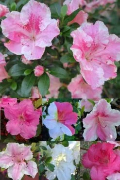 Conversation Piece Azalea - 1 Gallon Pot -Plant Lover House Shop Azalea Conversation Piece 2 500x750 1